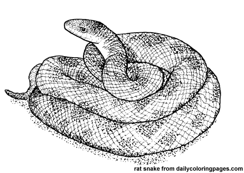 Serpiente #9207