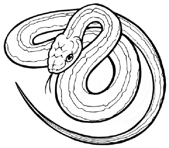 Serpiente #9210