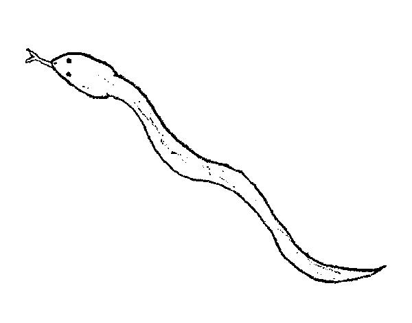Serpiente #9248