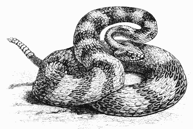 Serpiente #9258