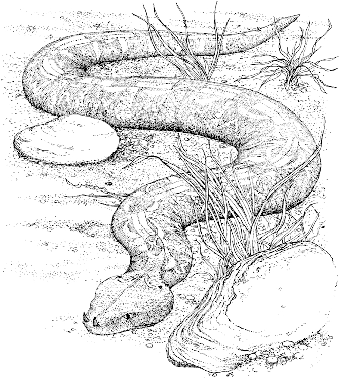 Serpiente #9260