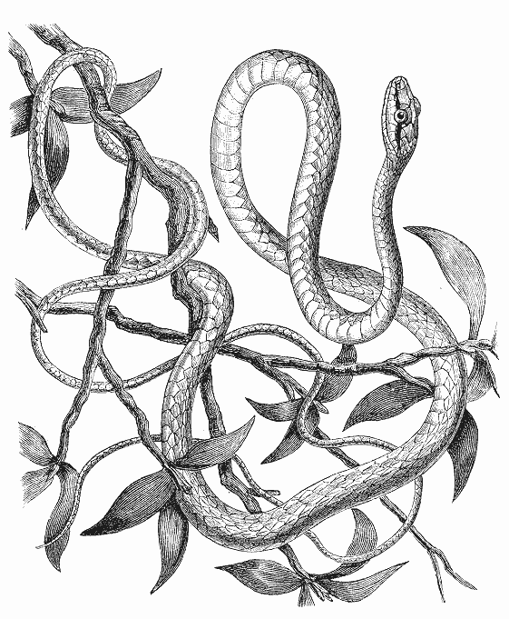 Serpiente #9277