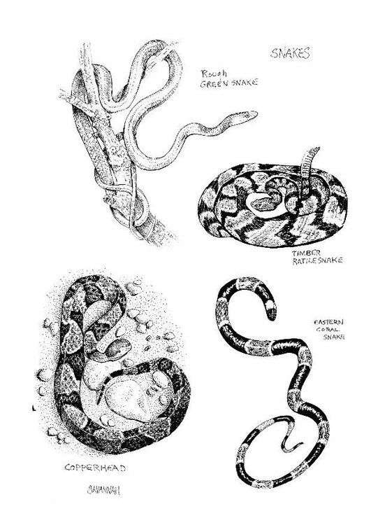 Serpiente #9302