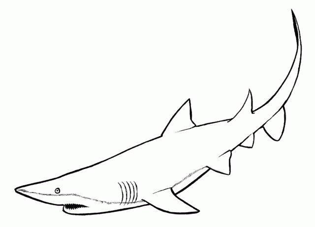 Tiburón #9376