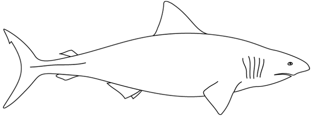 Tiburón #9383