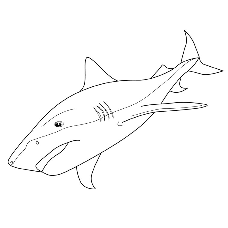 Tiburón #9384