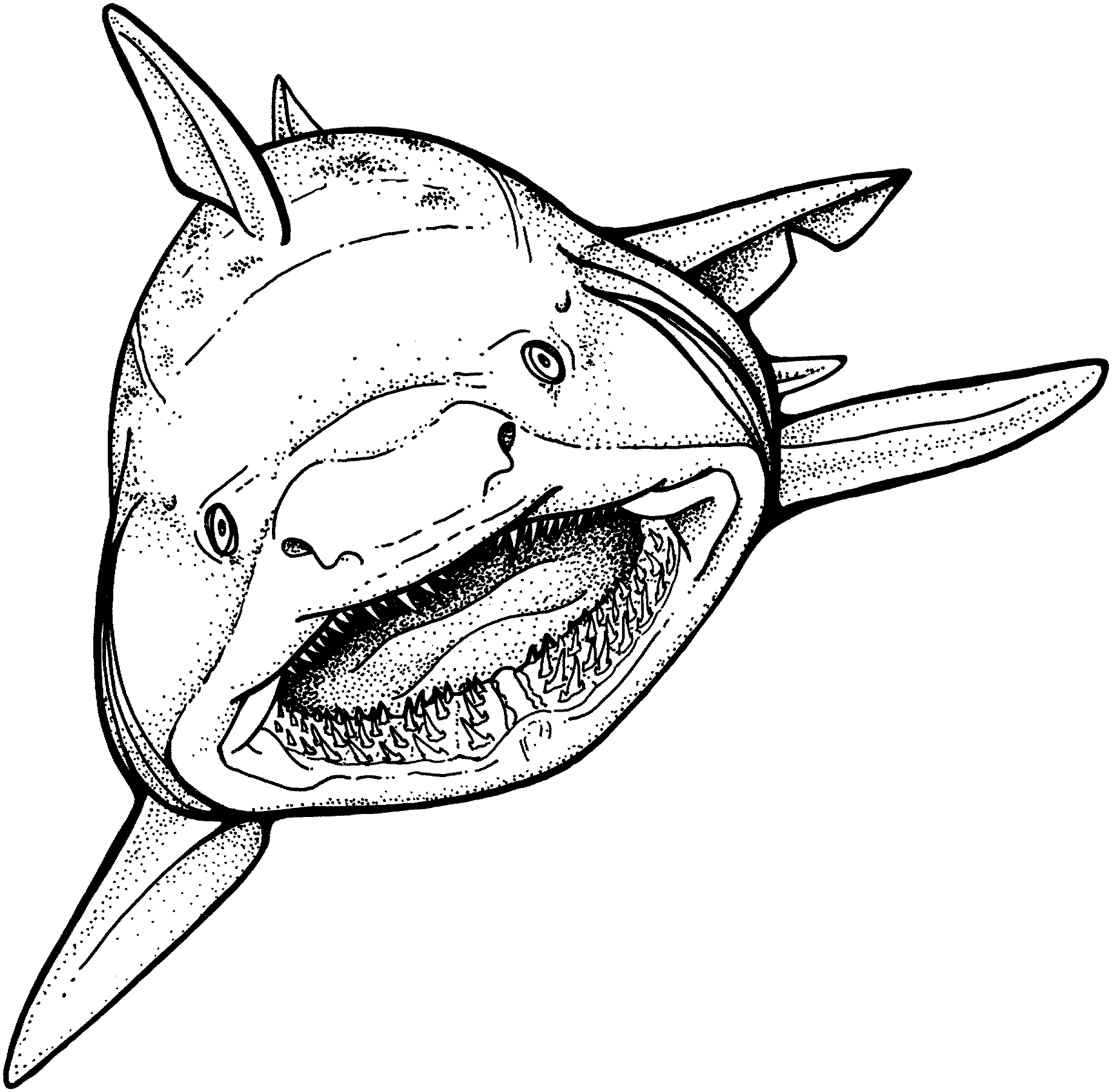Tiburón #9392