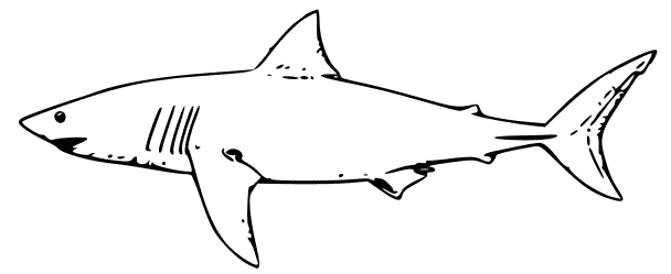 Tiburón #9393