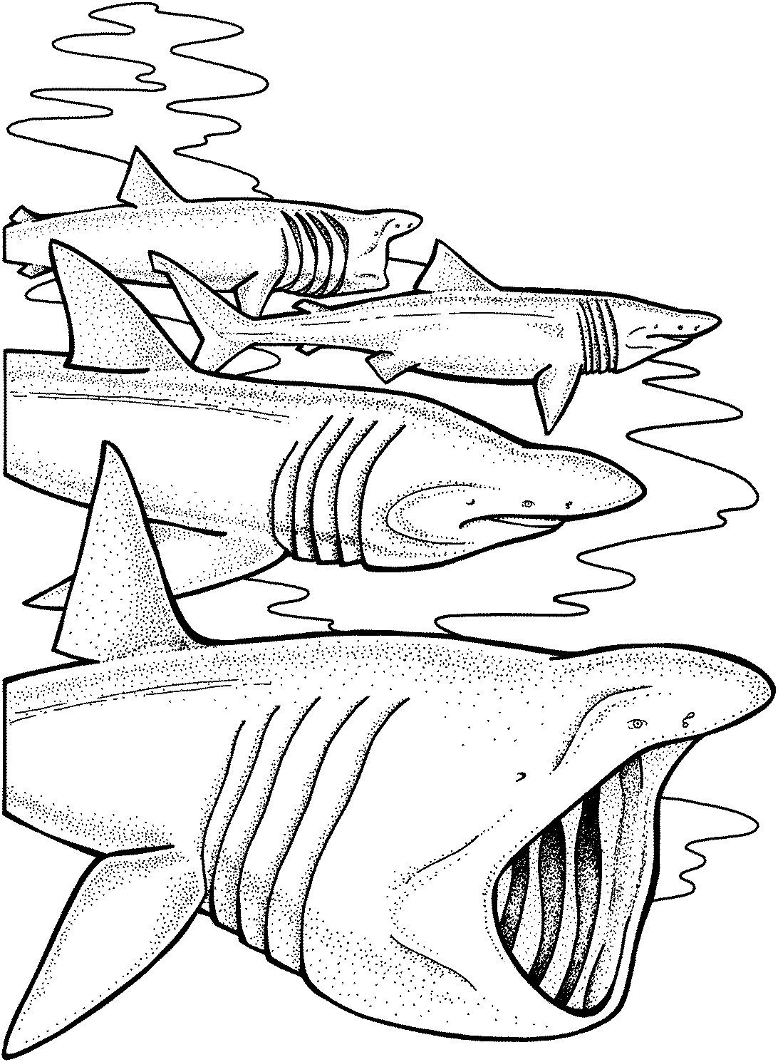 Tiburón #9394