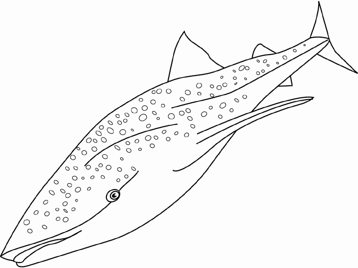 Tiburón #9397