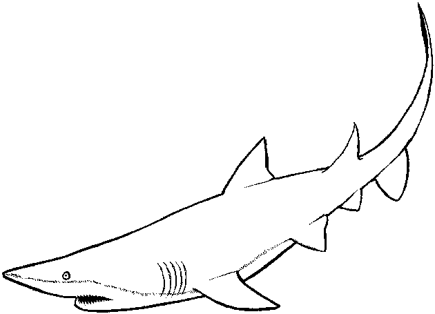 Tiburón #9400