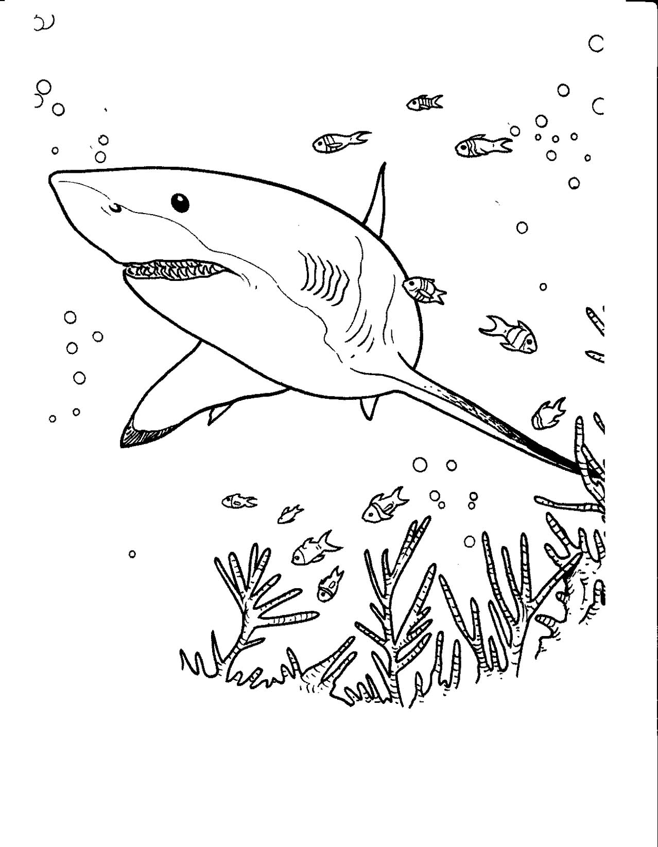 Tiburón #9405
