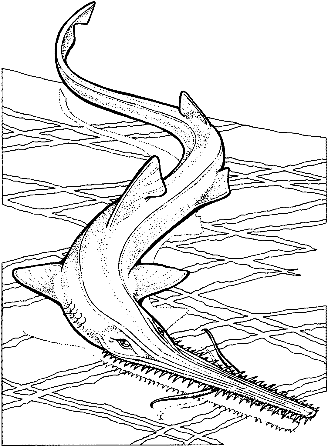 Tiburón #9407