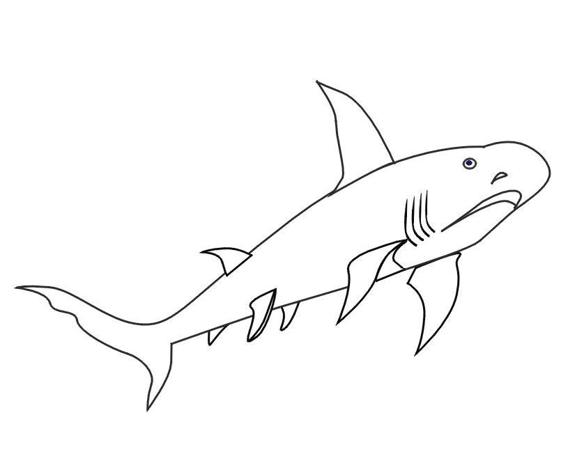 Tiburón #9415