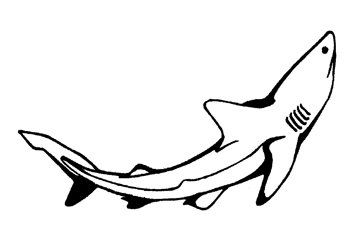 Tiburón #9417