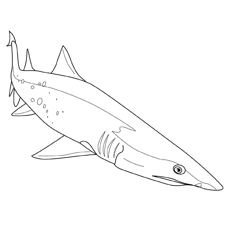 Tiburón #9428