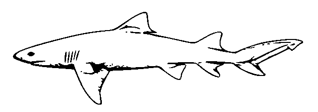 Tiburón #9431