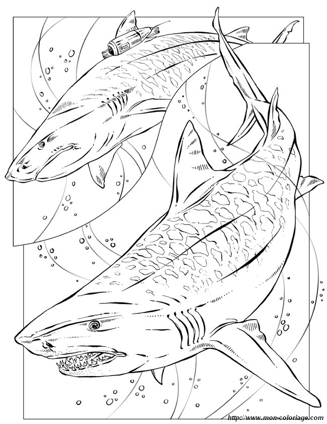 Tiburón #9434