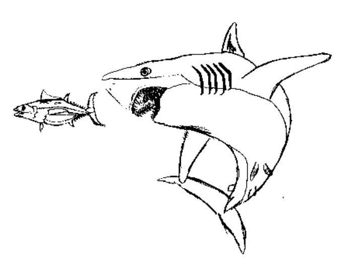 Tiburón #9435