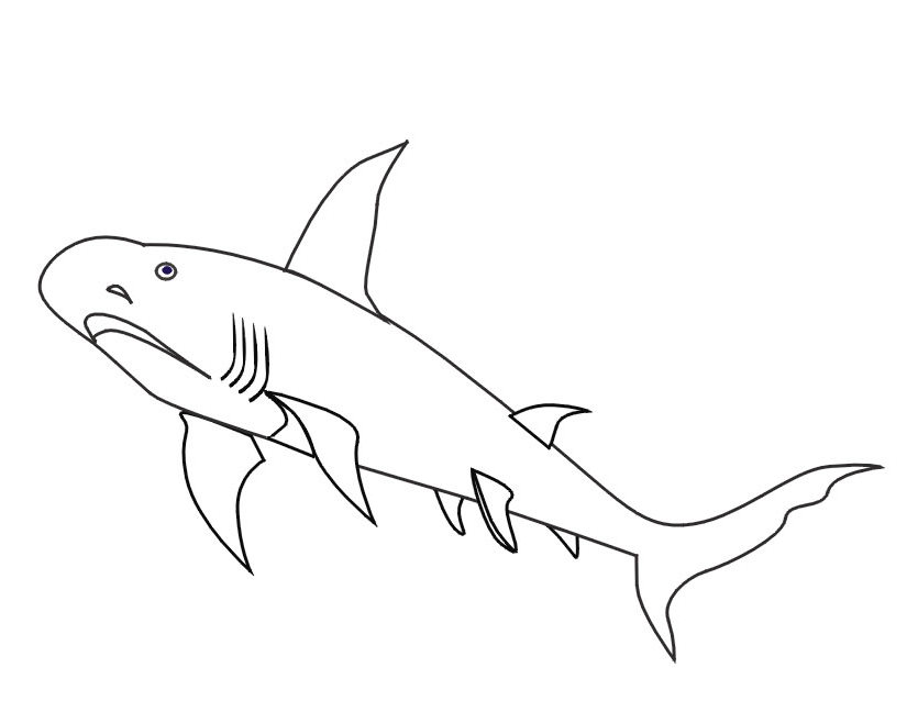 Tiburón #9443