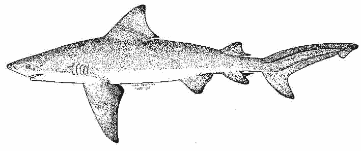 Tiburón #9449