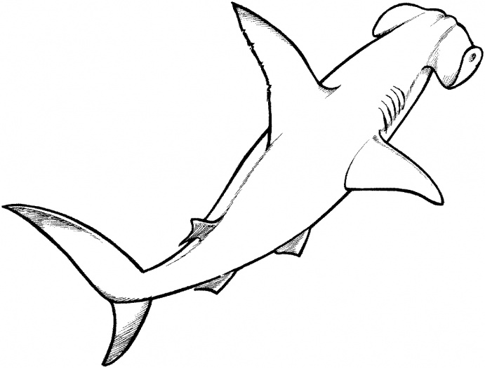 Tiburón #9464