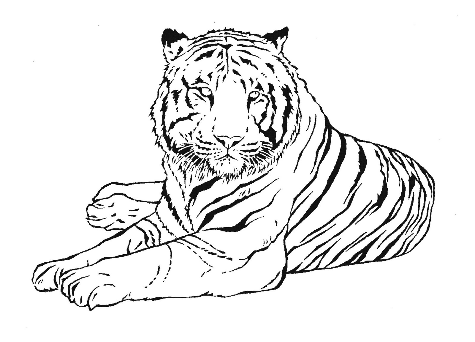 Tigre #9482