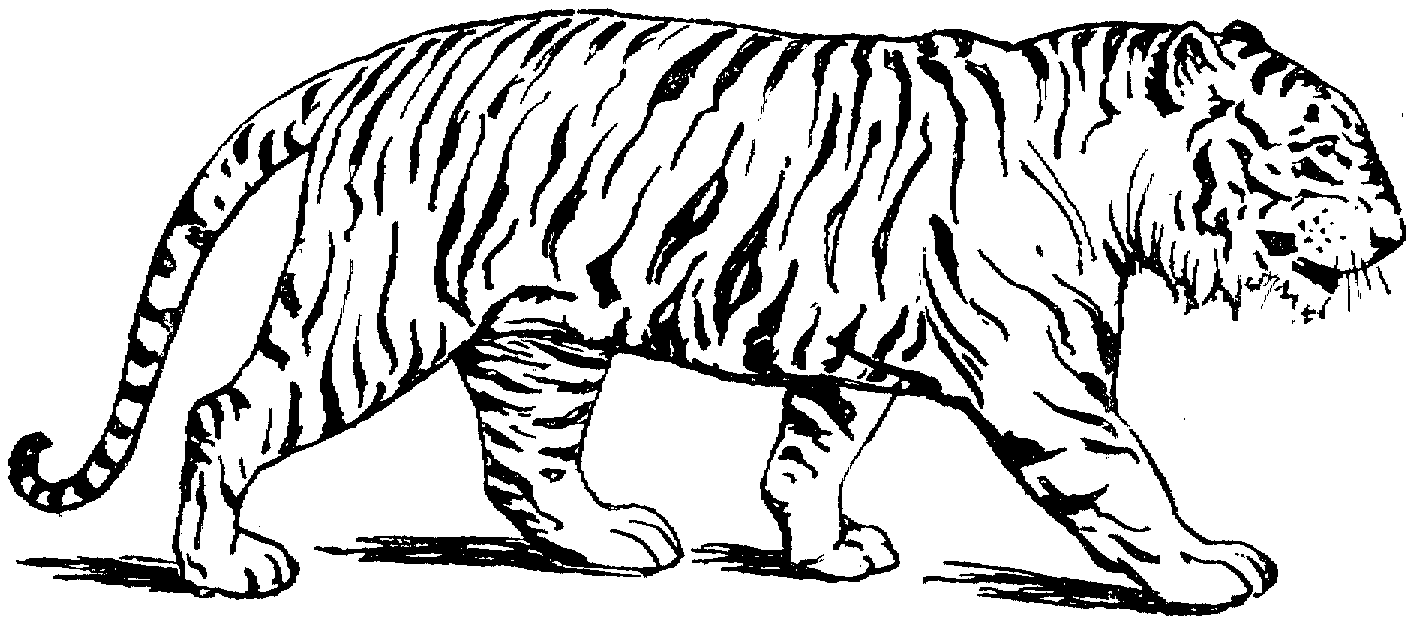 Tigre #9486