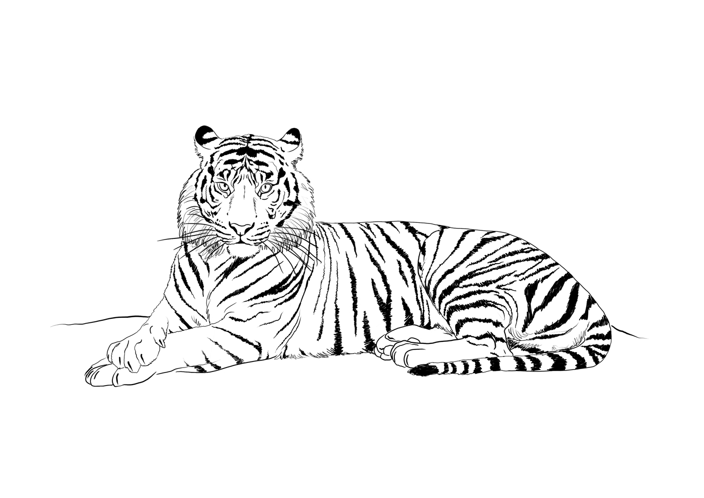 Tigre #9489