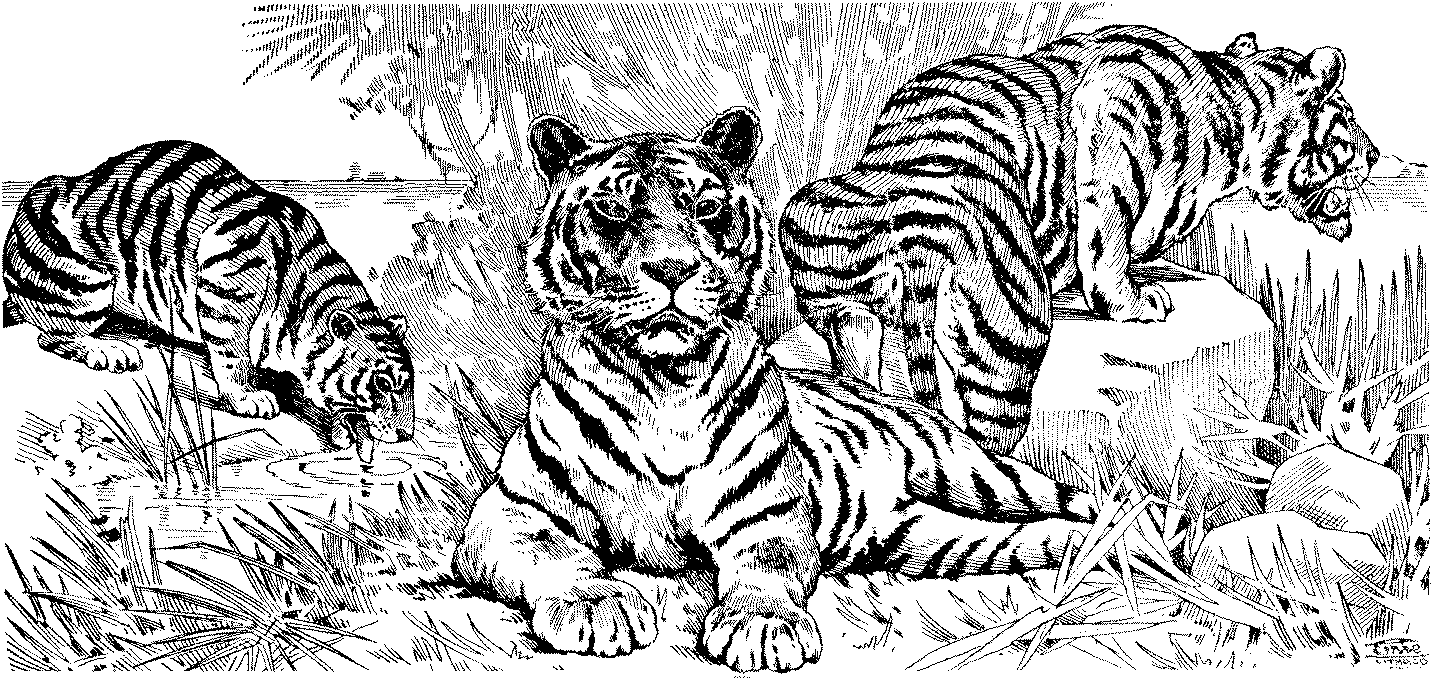 Tigre #9491