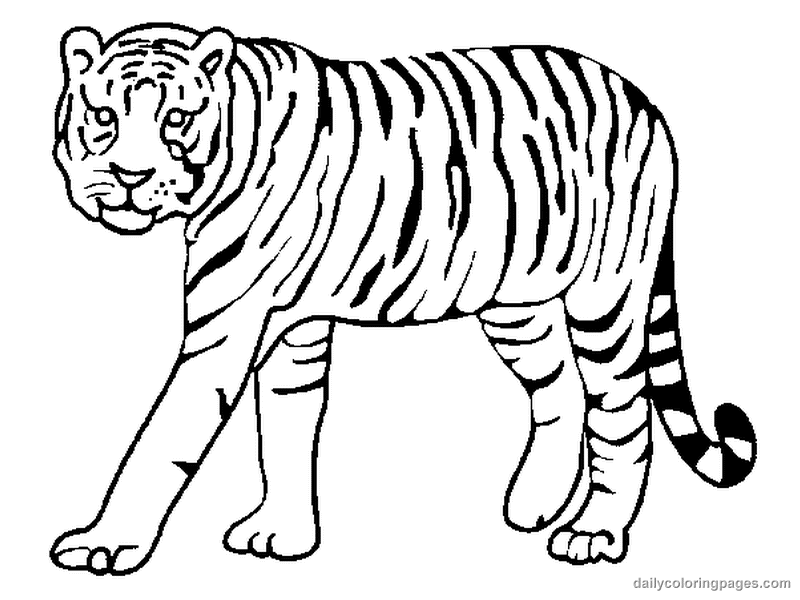 Tigre #9492