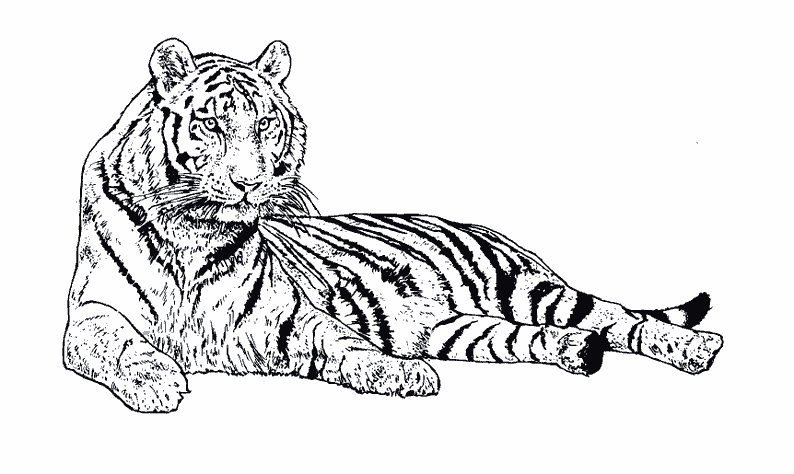 Tigre #9494