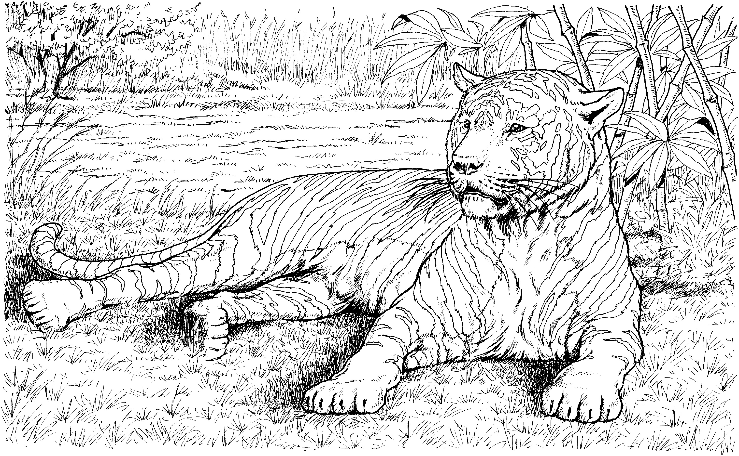 Tigre #9501