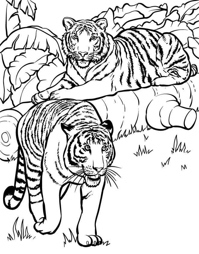 Tigre #9505