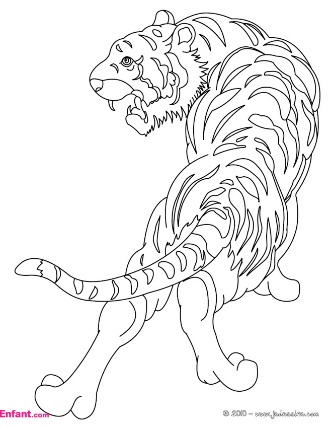 Tigre #9508