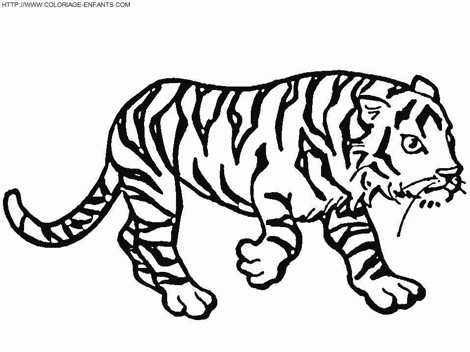 Tigre #9512
