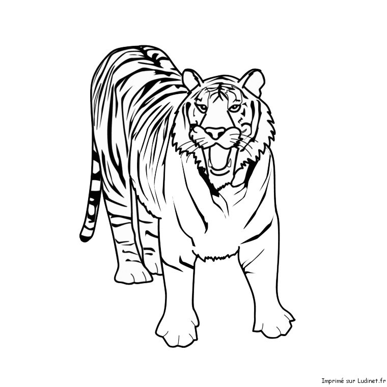 Tigre #9513