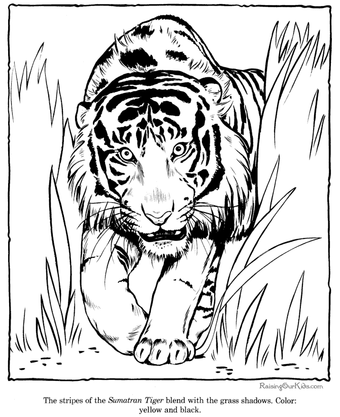 Tigre #9514