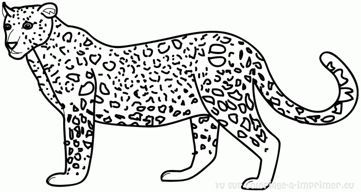 Tigre #9520