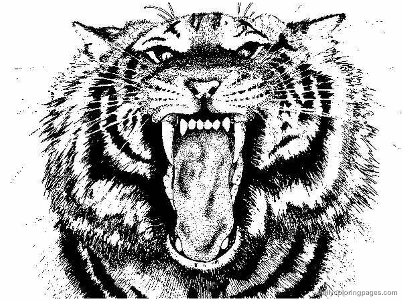 Tigre #9521