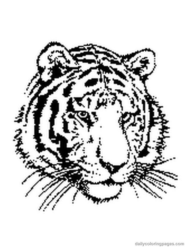 Tigre #9523