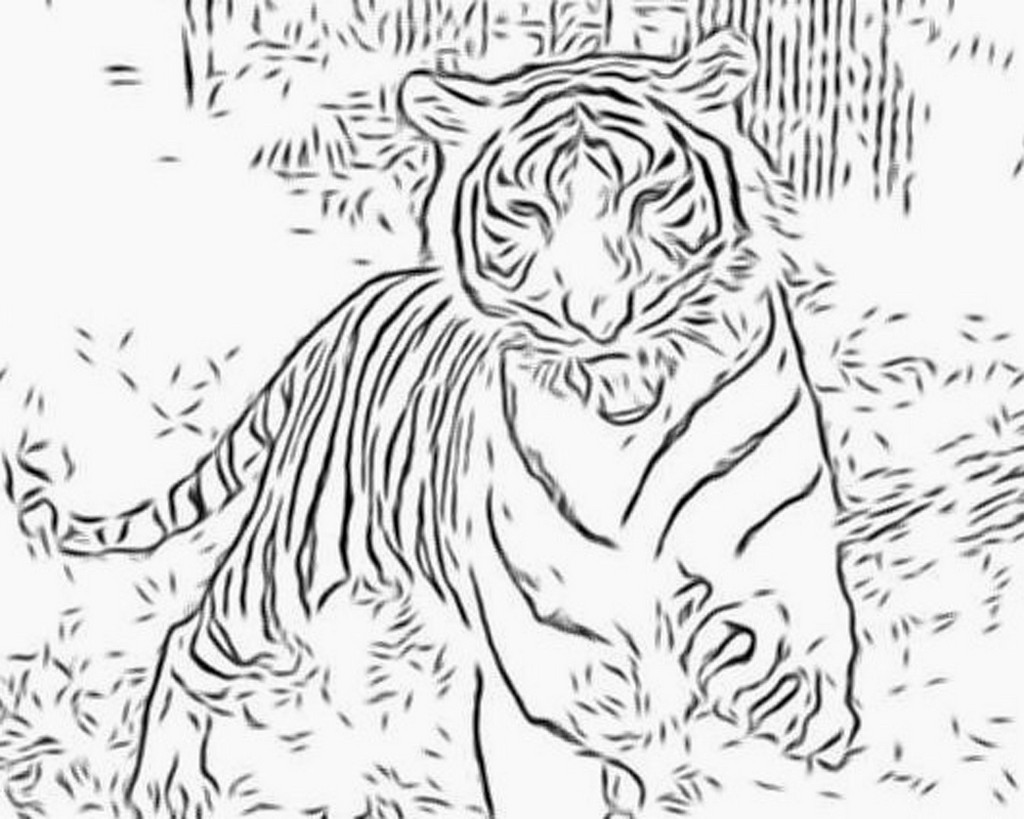 Tigre #9524