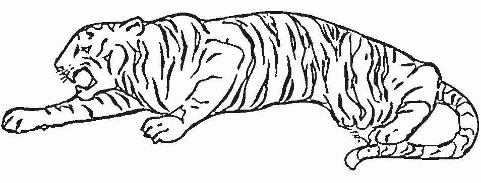Tigre #9528