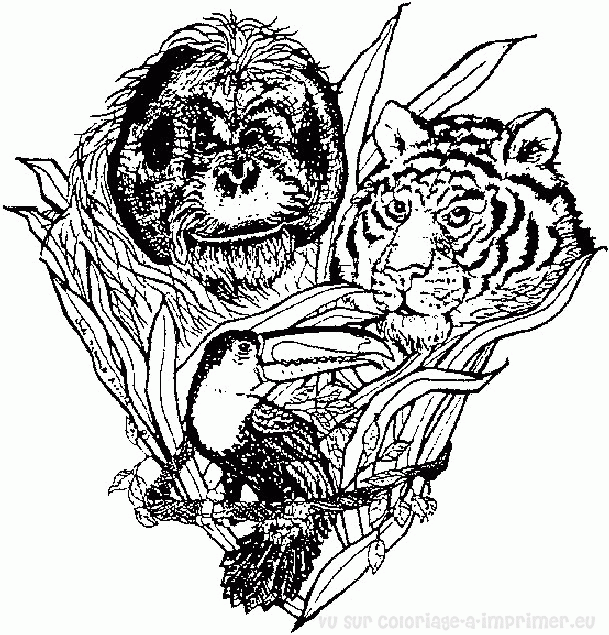 Tigre #9534