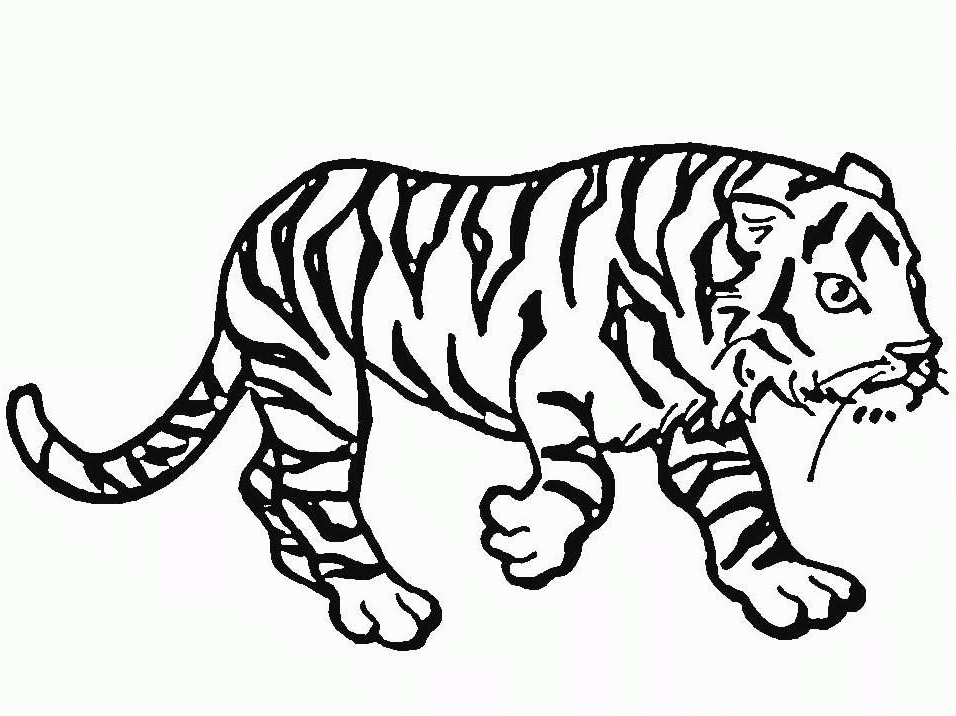 Tigre #9545