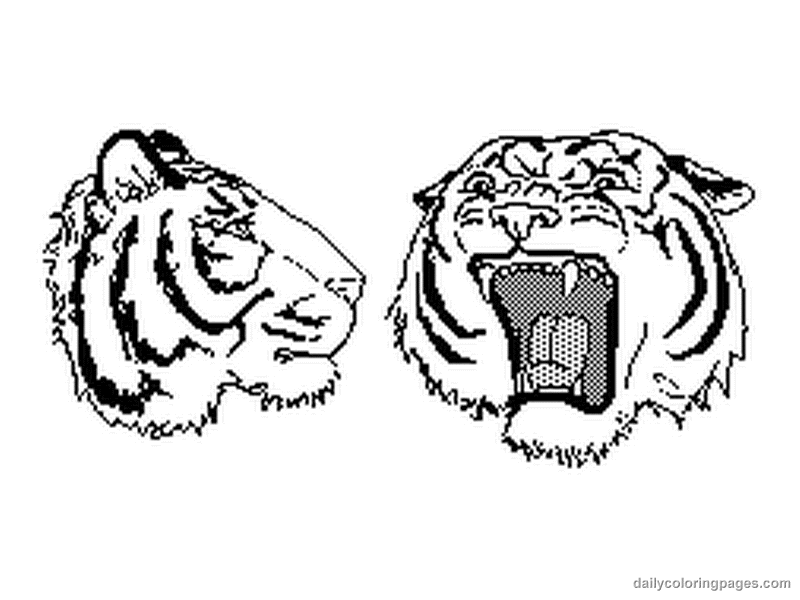 Tigre #9551