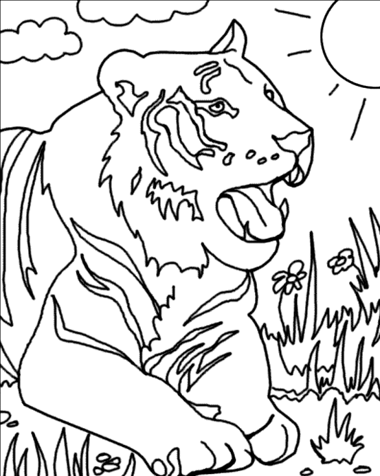 Tigre #9556