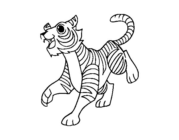 Tigre #9557