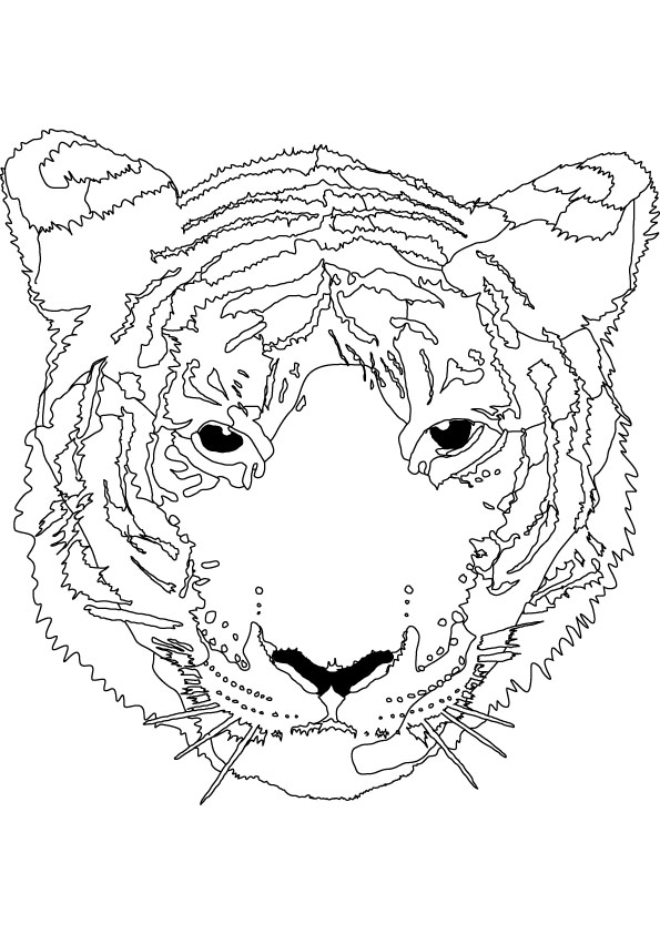Tigre #9562