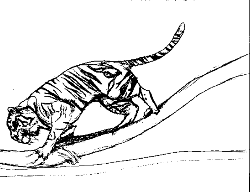 Tigre #9563